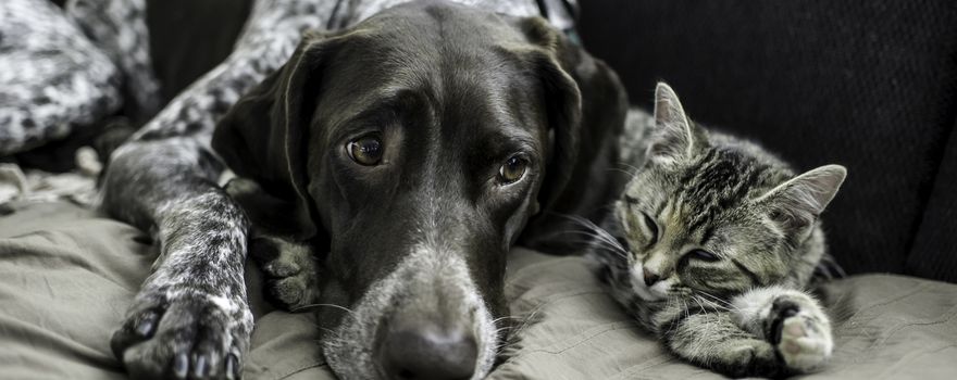 Hund und Katze liegen am Sofa 