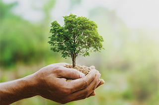 Person hält ein kleines Bäumchen in den Händen