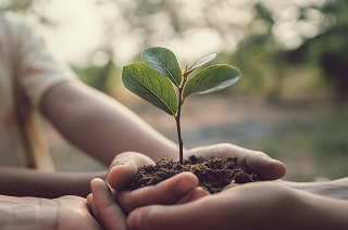 Ein kleiner Baum, der in einer Handfläche liegt